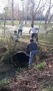 Students work to remove privet from the banks of Park Creek